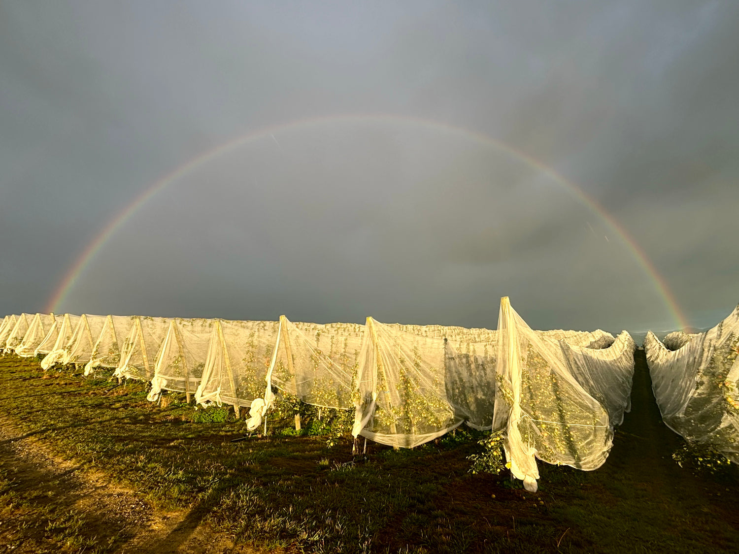 Netting