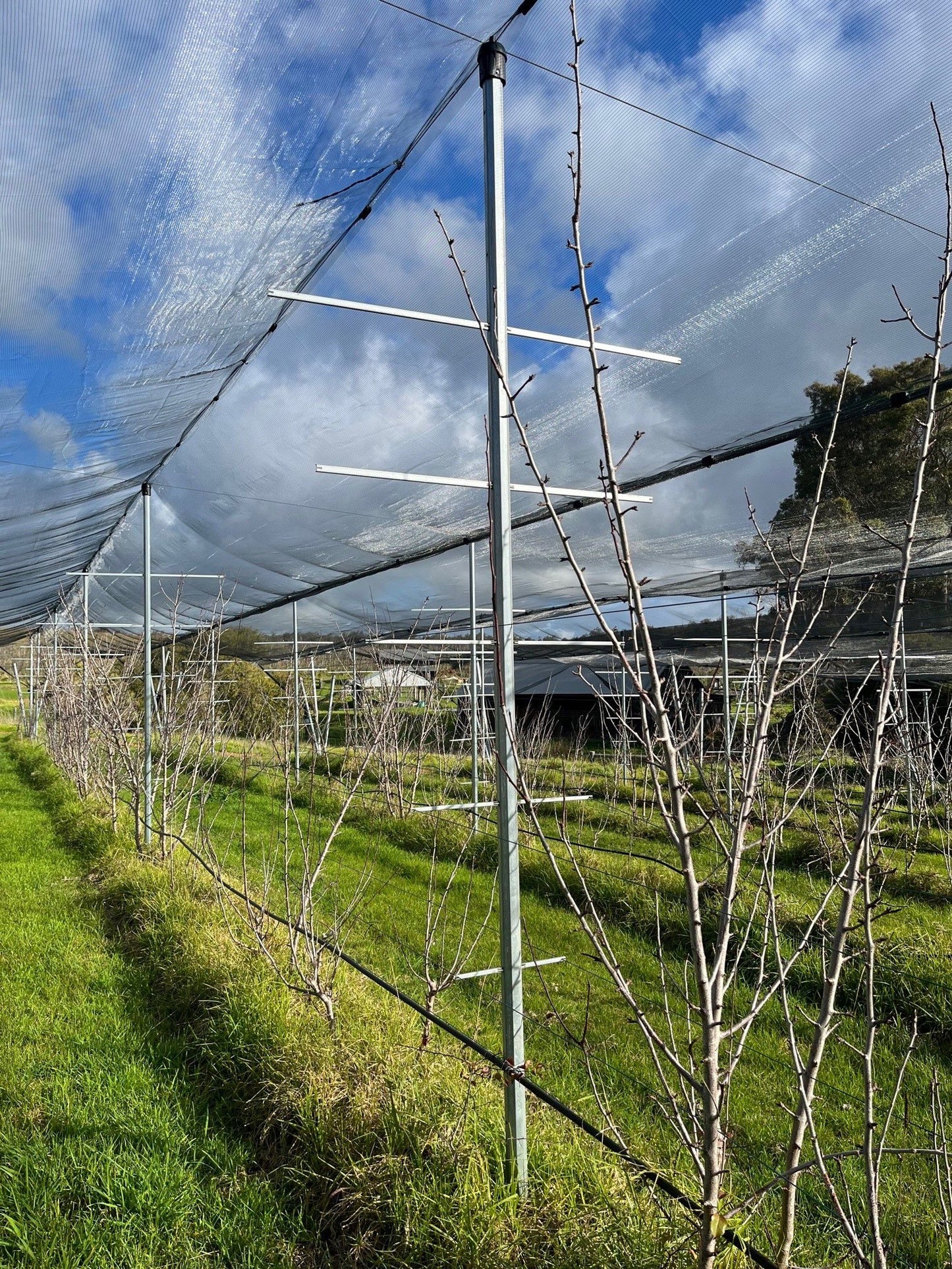 Trellix Steel Trellis Posts