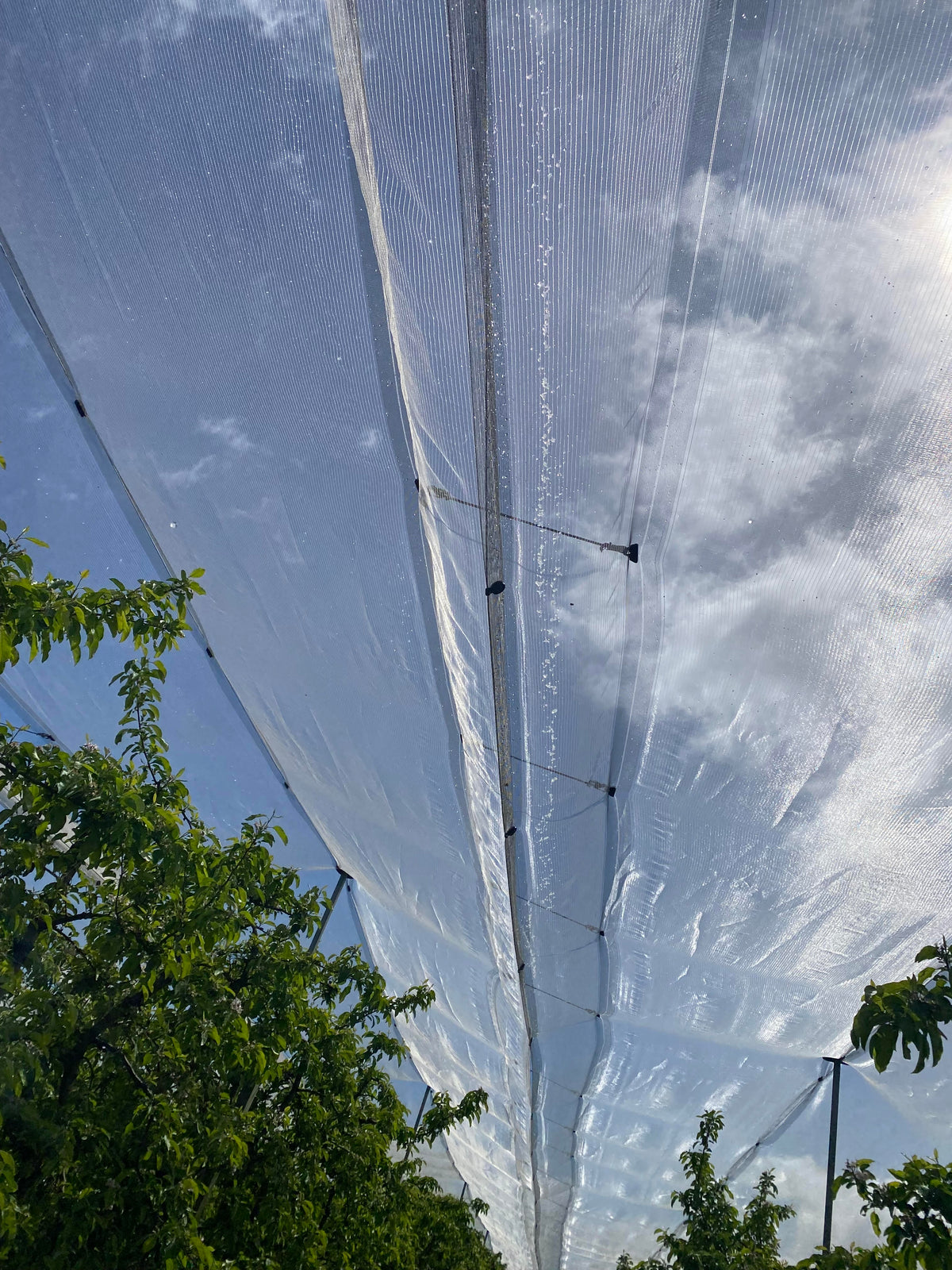 Fixed Net Fixed Hail Net – Premium Horticultural Imports NZ